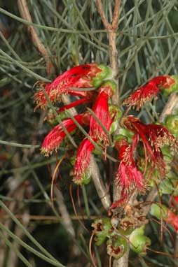 APII jpeg image of Calothamnus gilesii  © contact APII