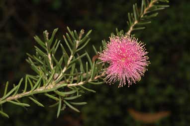 APII jpeg image of Melaleuca pentagona var. raggedensis  © contact APII