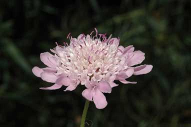 APII jpeg image of Scabiosa atropurpurea  © contact APII