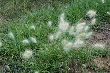 APII jpeg image of Pennisetum villosum  © contact APII