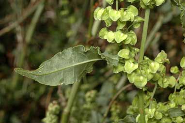 APII jpeg image of Rumex crispus  © contact APII