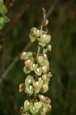 APII jpeg image of Rumex crispus  © contact APII