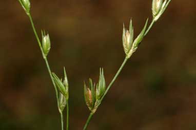 APII jpeg image of Juncus bufonius  © contact APII