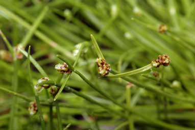 APII jpeg image of Isolepis subtilissima  © contact APII