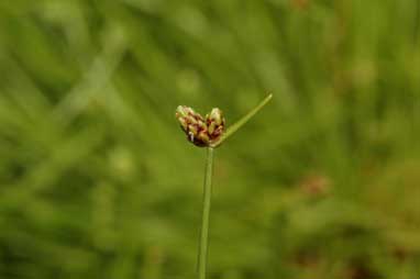 APII jpeg image of Isolepis subtilissima  © contact APII