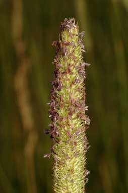 APII jpeg image of Phleum pratense subsp. pratense  © contact APII