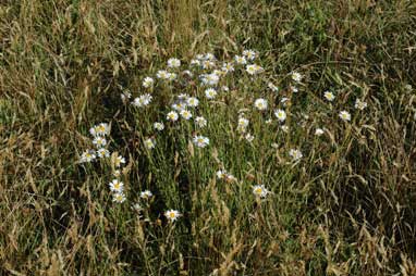 APII jpeg image of Brachyscome aculeata  © contact APII