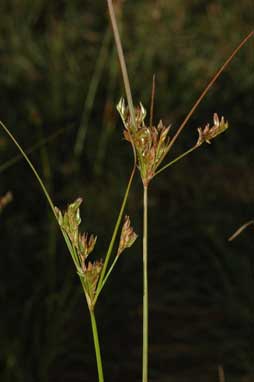 APII jpeg image of Juncus tenuis  © contact APII