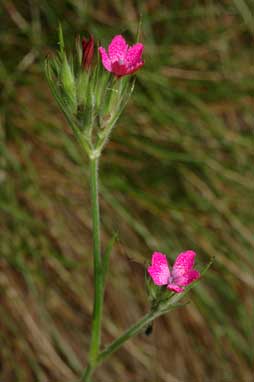 APII jpeg image of Dianthus armeria  © contact APII