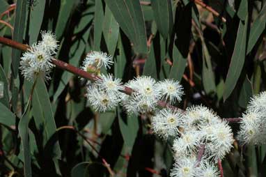 APII jpeg image of Eucalyptus perriniana  © contact APII