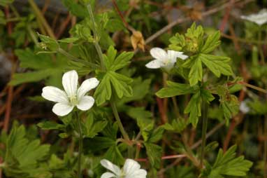 APII jpeg image of Geranium potentilloides var. abditum  © contact APII