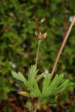 APII jpeg image of Geranium potentilloides var. abditum  © contact APII