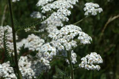 APII jpeg image of Achillea millefolium  © contact APII