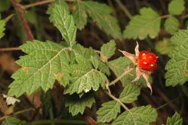 APII jpeg image of Rubus parvifolius  © contact APII