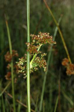 APII jpeg image of Juncus phaeanthus  © contact APII