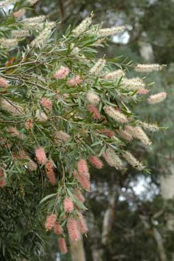 APII jpeg image of Callistemon  © contact APII