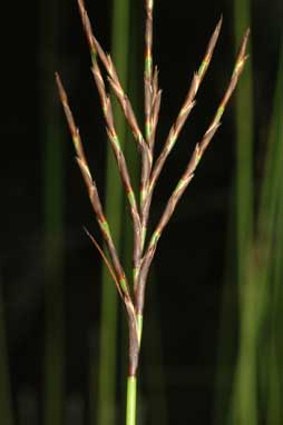 APII jpeg image of Lepidosperma filiforme  © contact APII