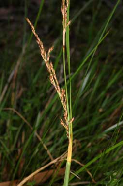 APII jpeg image of Lepidosperma laterale  © contact APII