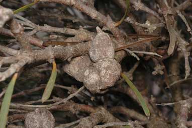 APII jpeg image of Hakea corymbosa  © contact APII