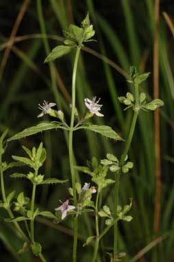 APII jpeg image of Mentha diemenica  © contact APII