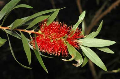 APII jpeg image of Callistemon polandii 'Lords Table'  © contact APII