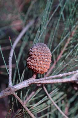 APII jpeg image of Allocasuarina inophloia  © contact APII