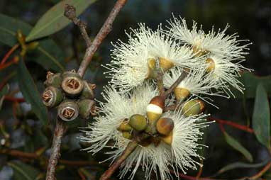 APII jpeg image of Eucalyptus pumila  © contact APII
