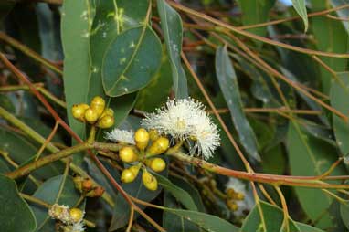 APII jpeg image of Eucalyptus grisea  © contact APII