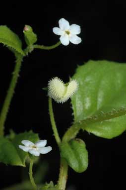 APII jpeg image of Austrocynoglossum latifolium  © contact APII