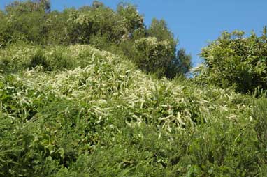 APII jpeg image of Anredera cordifolia  © contact APII