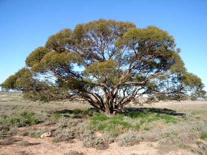 APII jpeg image of Eucalyptus oleosa subsp. oleosa  © contact APII