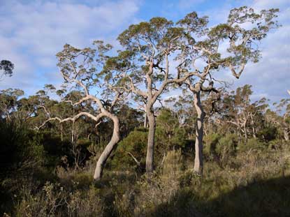 APII jpeg image of Angophora floribunda  © contact APII