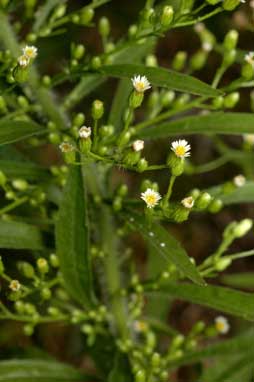 APII jpeg image of Erigeron canadensis  © contact APII