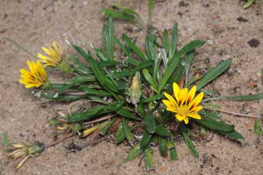 APII jpeg image of Gazania linearis  © contact APII