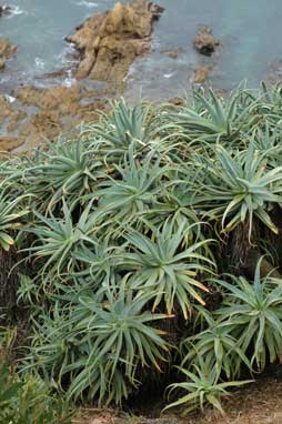 APII jpeg image of Aloe arborescens  © contact APII