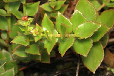 APII jpeg image of Crassula sarmentosa var. sarmentosa  © contact APII