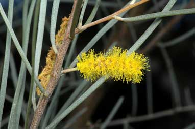 APII jpeg image of Acacia aneura var. intermedia  © contact APII