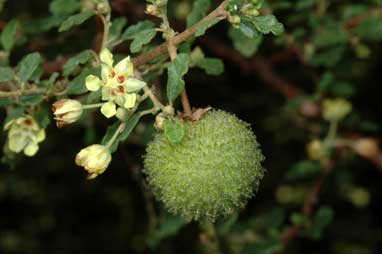 APII jpeg image of Androcalva luteiflora  © contact APII