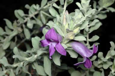 APII jpeg image of Eremophila hygrophana  © contact APII