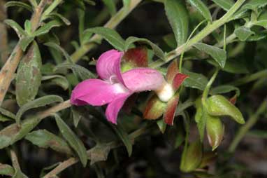 APII jpeg image of Eremophila georgei  © contact APII