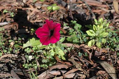 APII jpeg image of Petunia x hybrida  © contact APII