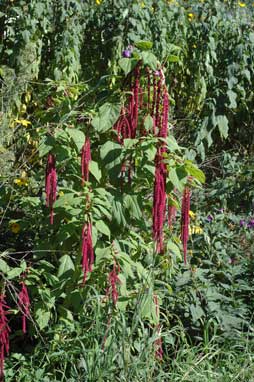 APII jpeg image of Amaranthus caudatus  © contact APII