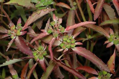 APII jpeg image of Euphorbia davidii  © contact APII