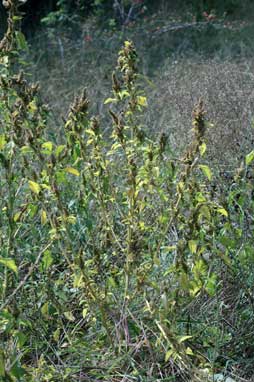 APII jpeg image of Amaranthus retroflexus  © contact APII