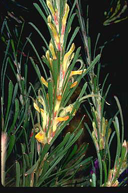 APII jpeg image of Adenanthos detmoldii  © contact APII