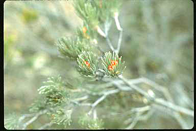 APII jpeg image of Adenanthos oreophilus  © contact APII