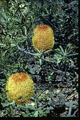 APII jpeg image of Banksia audax  © contact APII