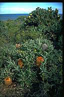 Banksia baueri - click for larger image