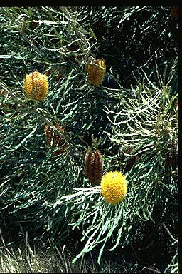 APII jpeg image of Banksia benthamiana  © contact APII