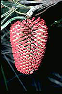 flower image
